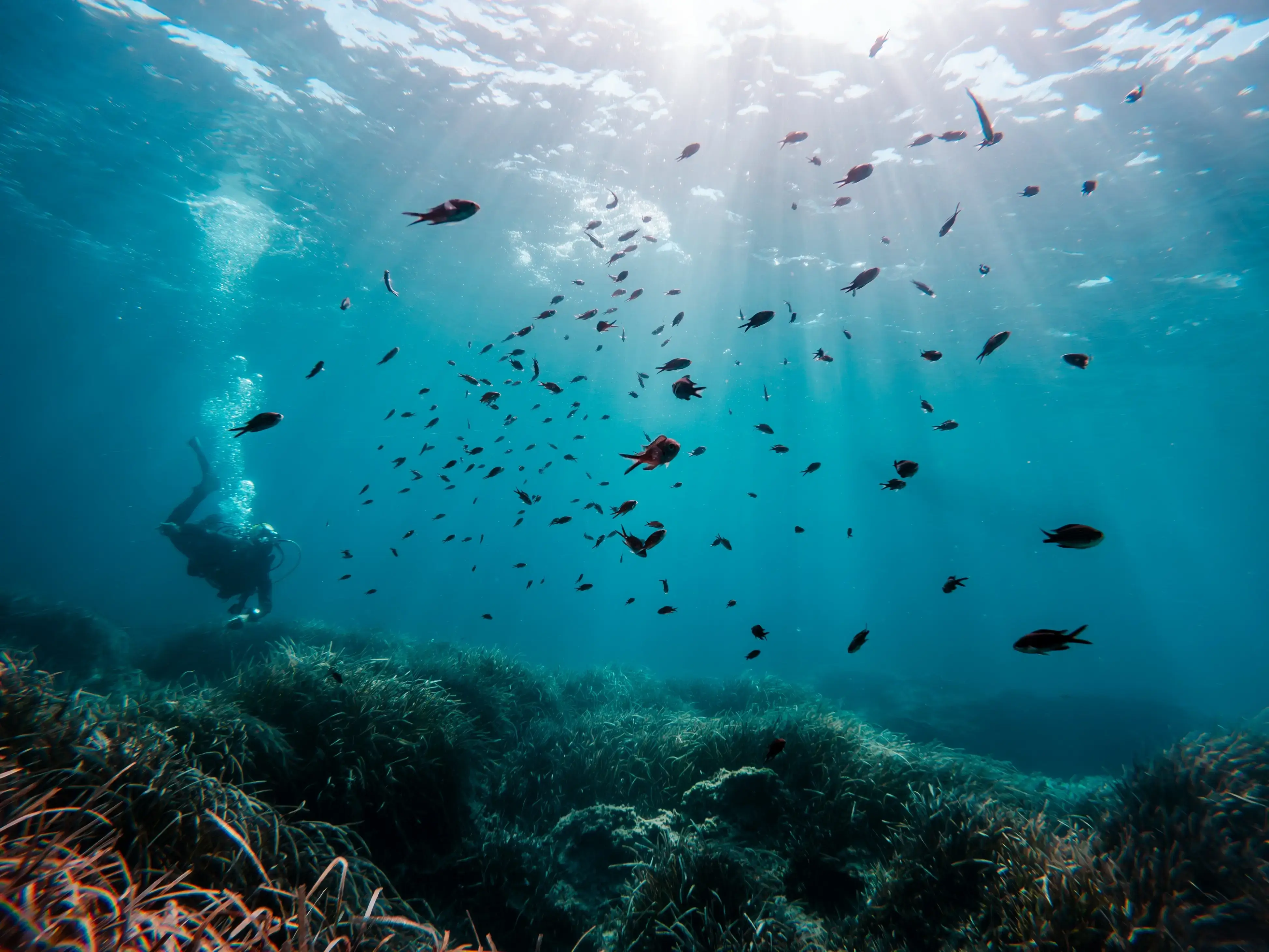 Scuba diver exploring clear Mediterranean water above a seagrass meadow